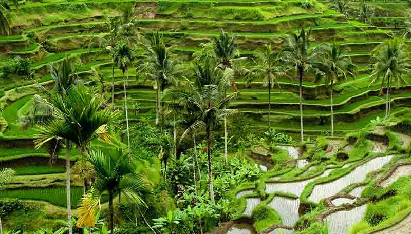 wisata-alam-Ubud-Bali