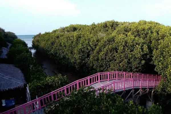 Hutan Mangrove Brebes