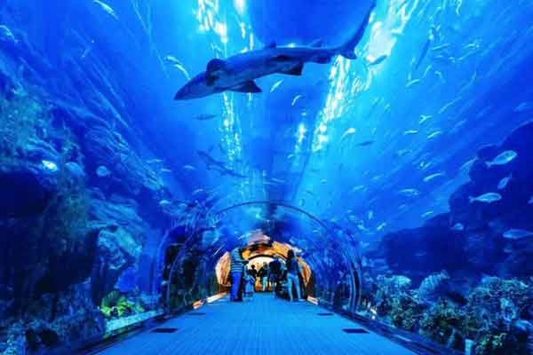 Dubai Aquarium 