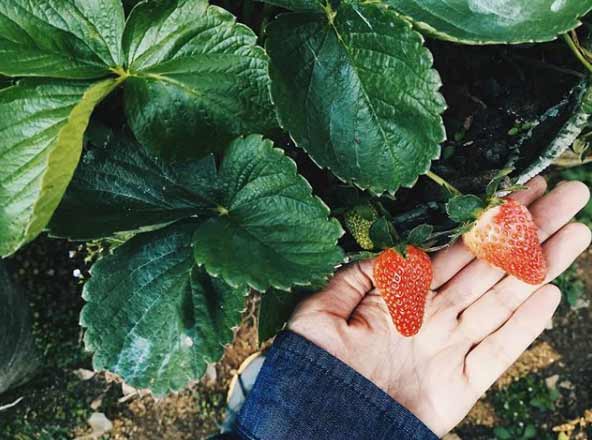 Kebun Strawberry Ciwidey merupakan salah satu objek wisata menarik untuk dikunjungi √ Wisata Kebun Strawberry Ciwidey Yang Sayang Jika Dilewatkan