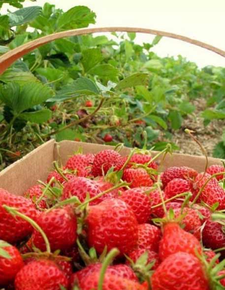 alamat kebun strawberry ciwidey