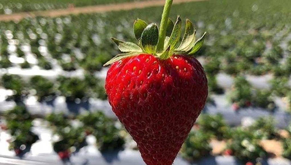 Wisata Kebun Strawberry Ciwidey
