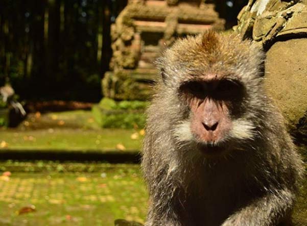 lokasi wisata monkey forest