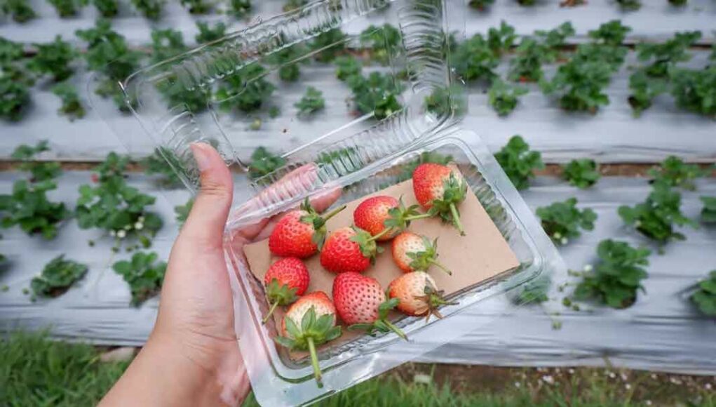 Kebun Strawberry Tawangmangu