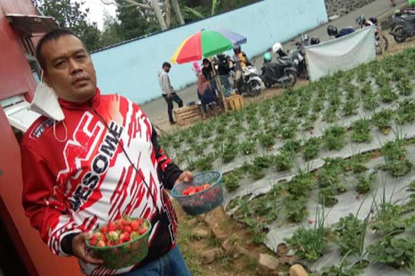 fasilitas kebun strawberry tawangmangu