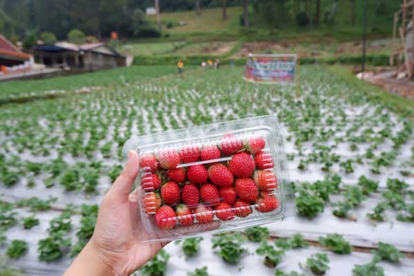 spot terbaik di kebun strawberry tawangmangu