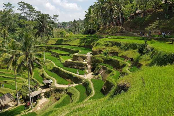 daya tarikTegalalang Rice Terraces