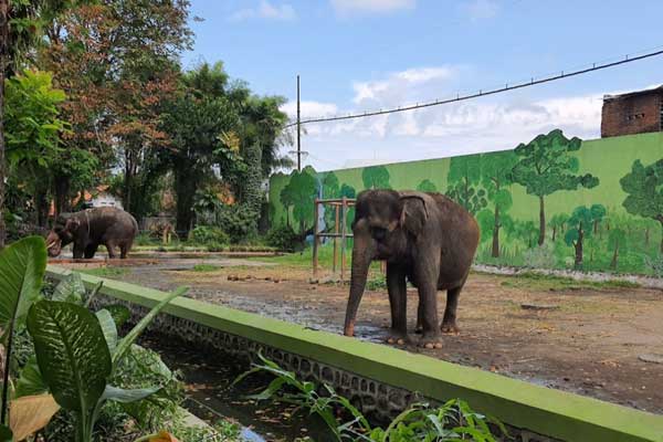 fakta menarik Kebun Binatang Surabaya