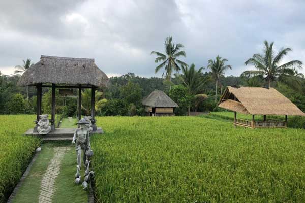spot terbaik di tegalalang rice terraces