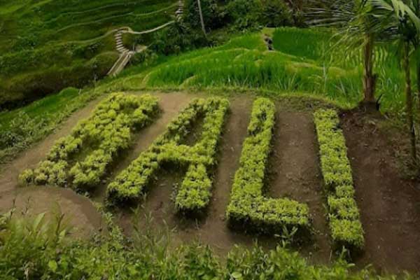 tips berkunjung tegalalang rice terraces
