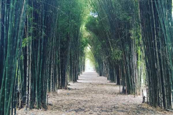 hutan bambu surabaya